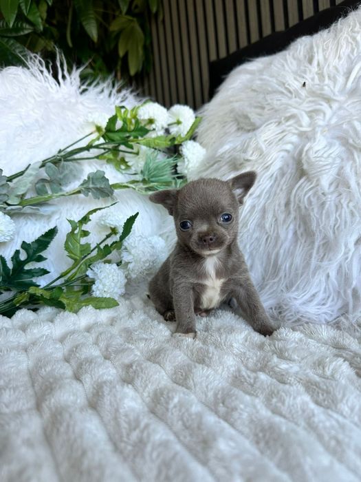 Chihuahua .Cabeça de maçã. Menino Lilac de olhos azuis.