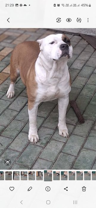 Чёрная девочка Ам стаф терьер.