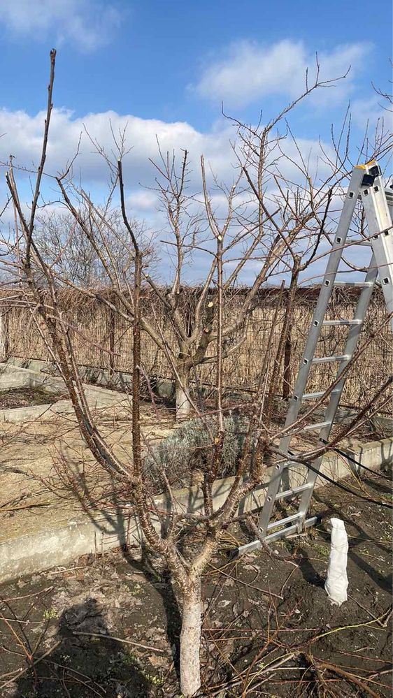 Обрезка деревьев спил, дробление измельчение веток дробилкой