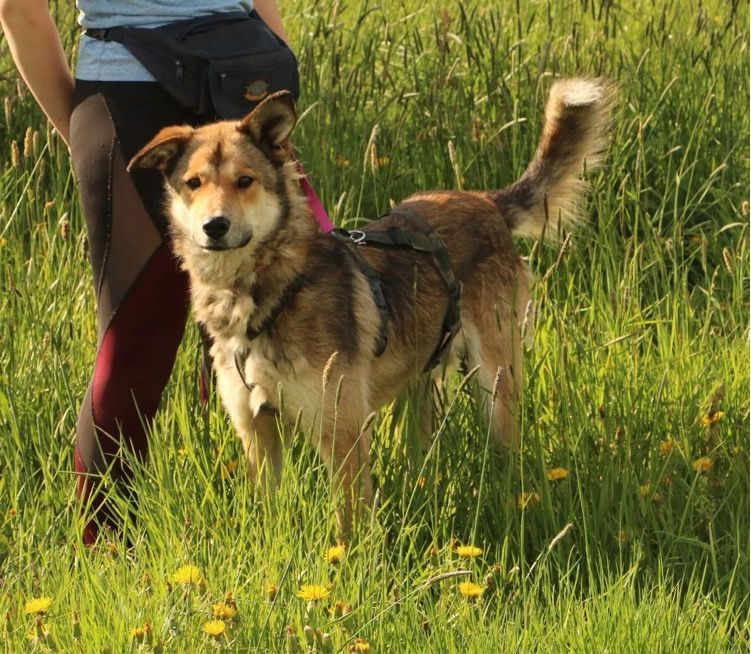 Piękny kochany przytulaśny Hasan adopcja