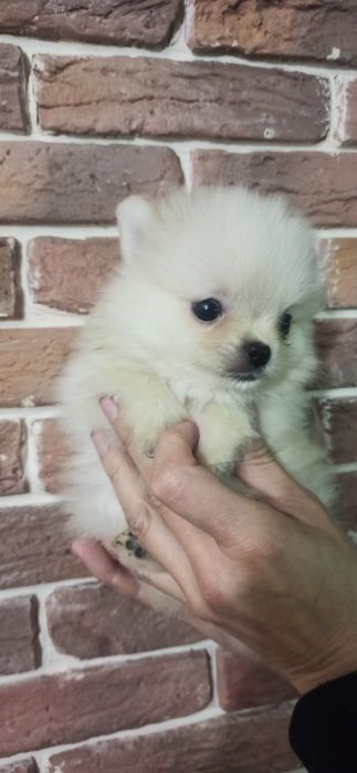 Мини мальчик померанский шпиц.