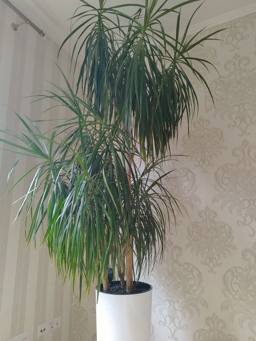 Dracena w doniczce