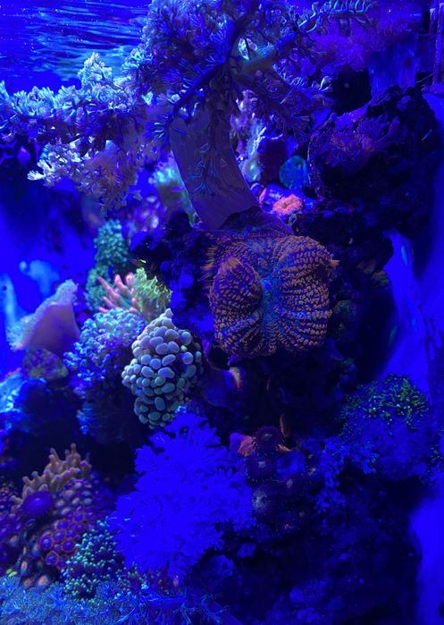 Продам морской аквариум Boyu TL-450