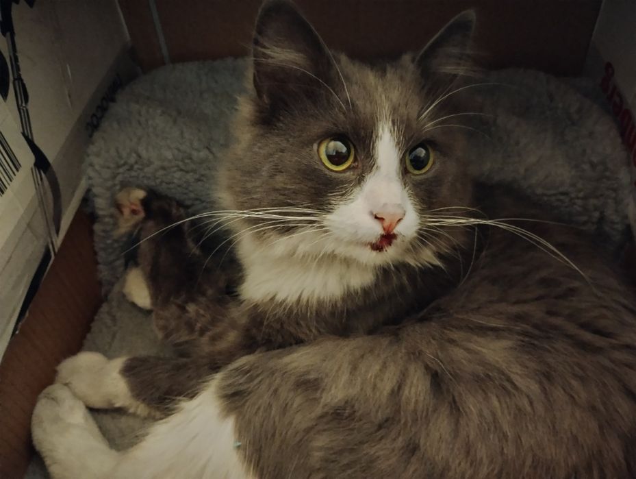 Знайдено котика в р-ні ст м.Либідська, м.Київ