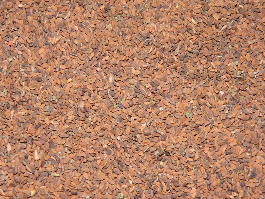 Facelia błękitna nasiona