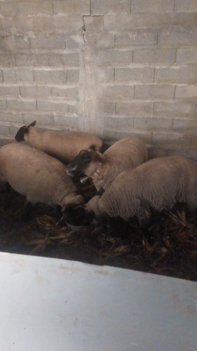 Vende se 4 ovelhas e 1 carneiro raça sulfox
