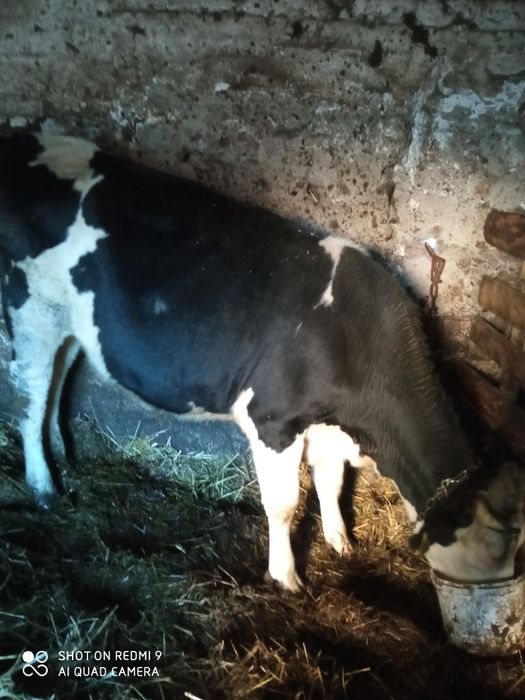 Jałówka wysokocielna