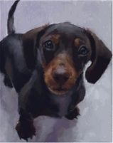 Сведу собаку Таксу мальчика