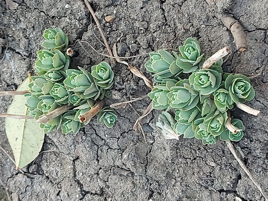 Очиток  многолетник, почвопокровный, ясколка