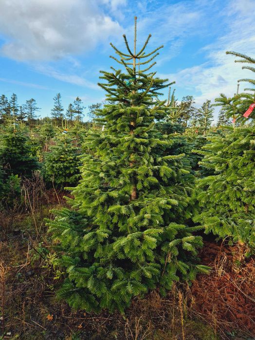 Jodła Kaukaska Cięta 250-300 cm lub w donicy 100-180 cm/ TuChoinki.pl