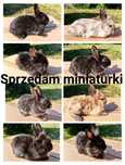 Króliki miniaturki