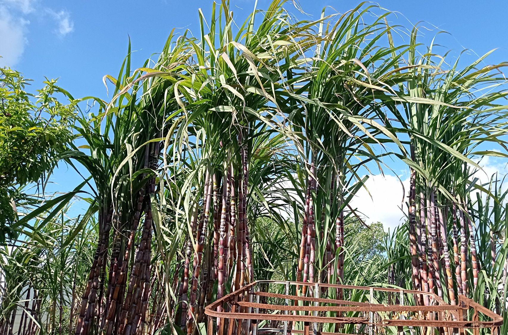 Cana de açúcar (molhos)