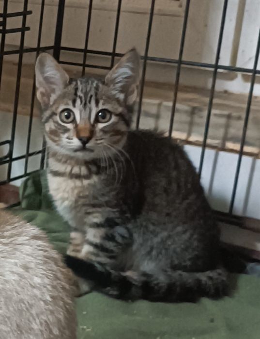 4 Gatinhos para Adoção Responsável