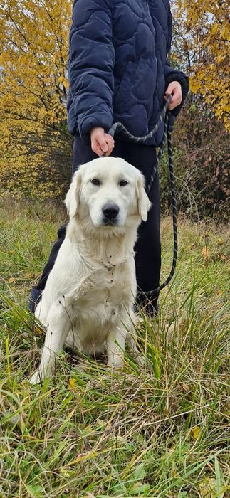 Golden Retriever FCI suczka roczna