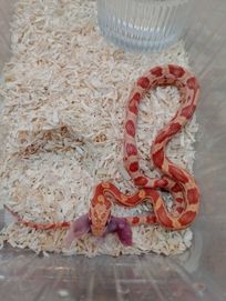 Wąż zbożowy nr 26. Orange = buf Albino, SAMIEC - ANIMALE
