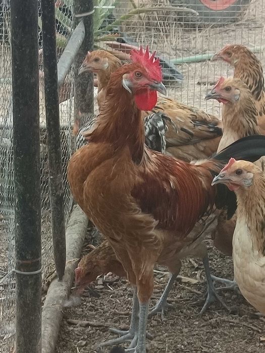 Andaluz Surenha Morucha 2 jovens machos
