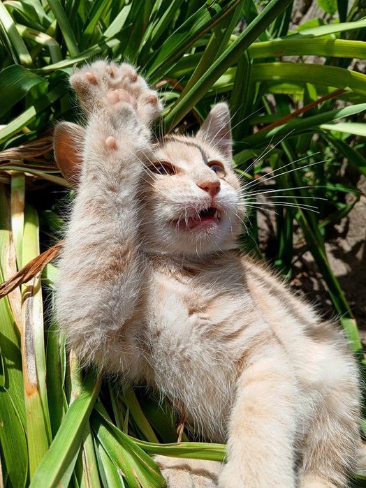 Віддам чудових кошенят