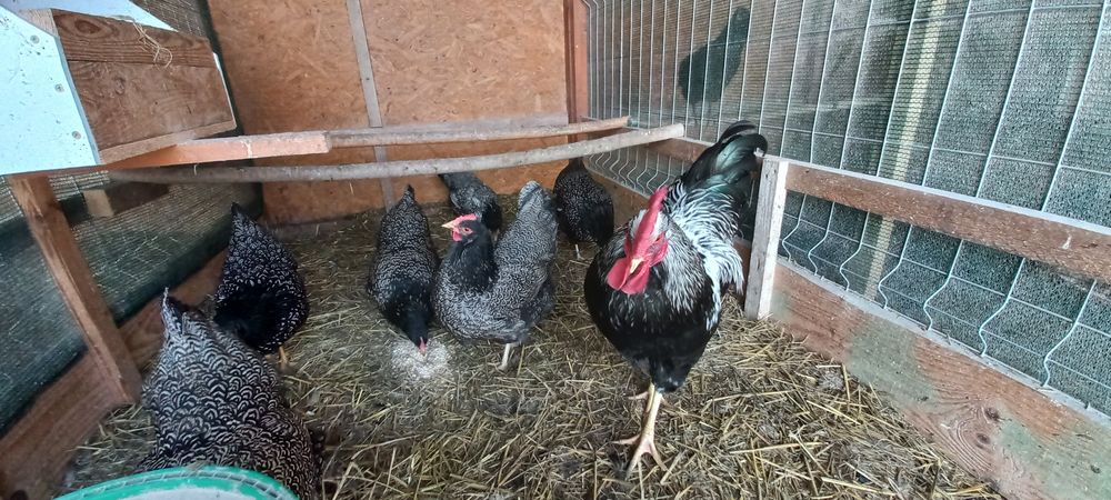Jaja lęgowe Czubatki staropolskiej Barnavelder Australorp  Koguty