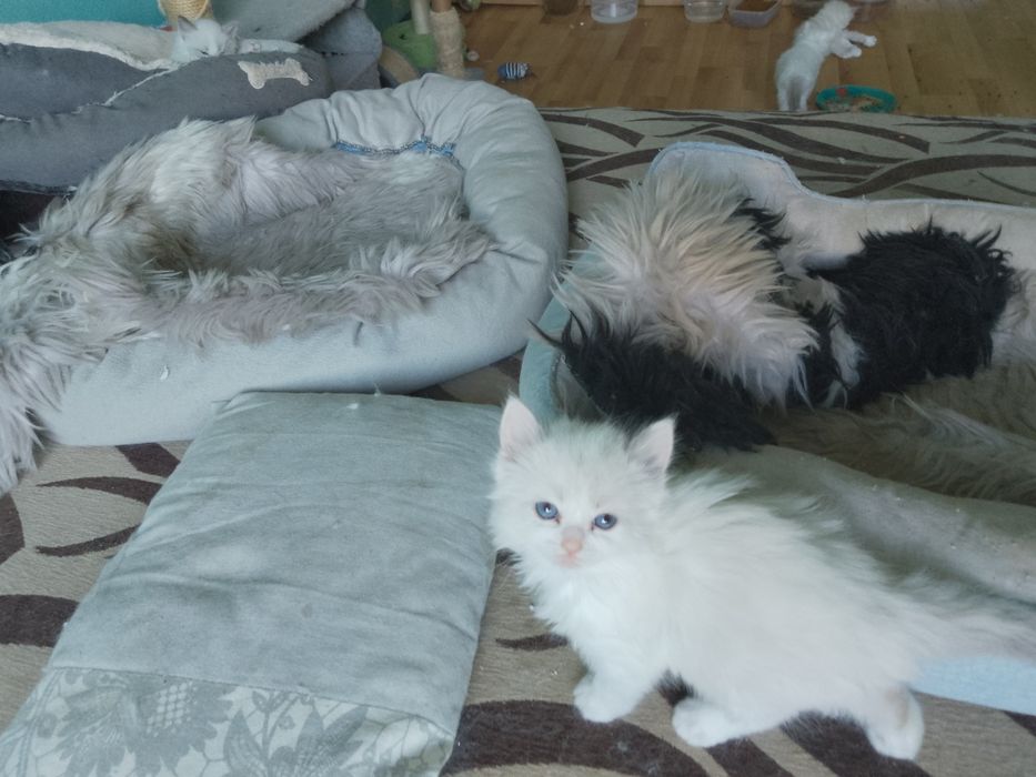 Ragdoll kociczka