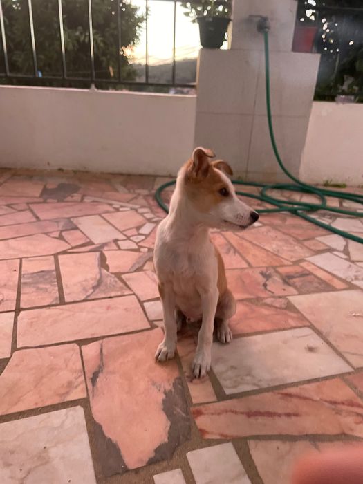 Cão podengo para dar