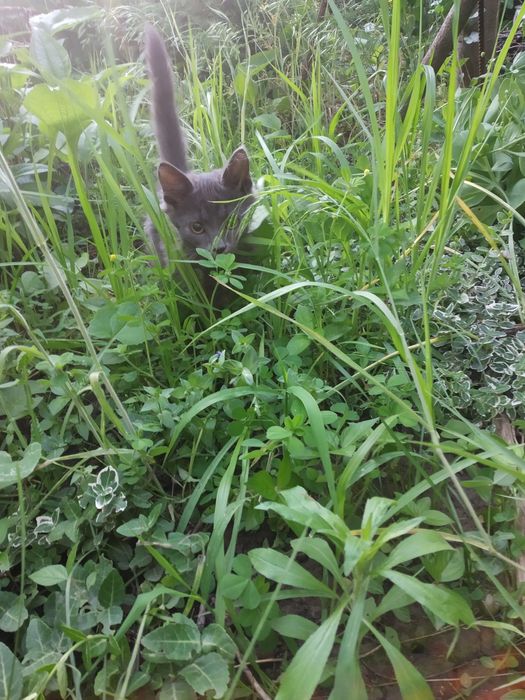 Камышин кот. Котята.