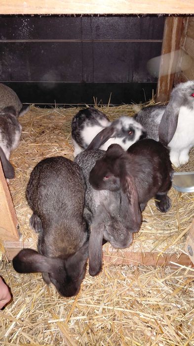 Króliki młode mieszańce