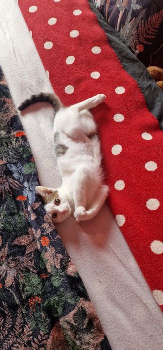 Największy słodziak Precelek do adopcji
