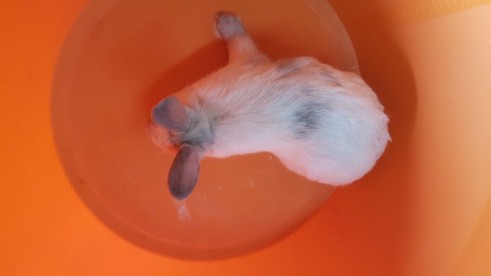 Vendo Coelhos anão