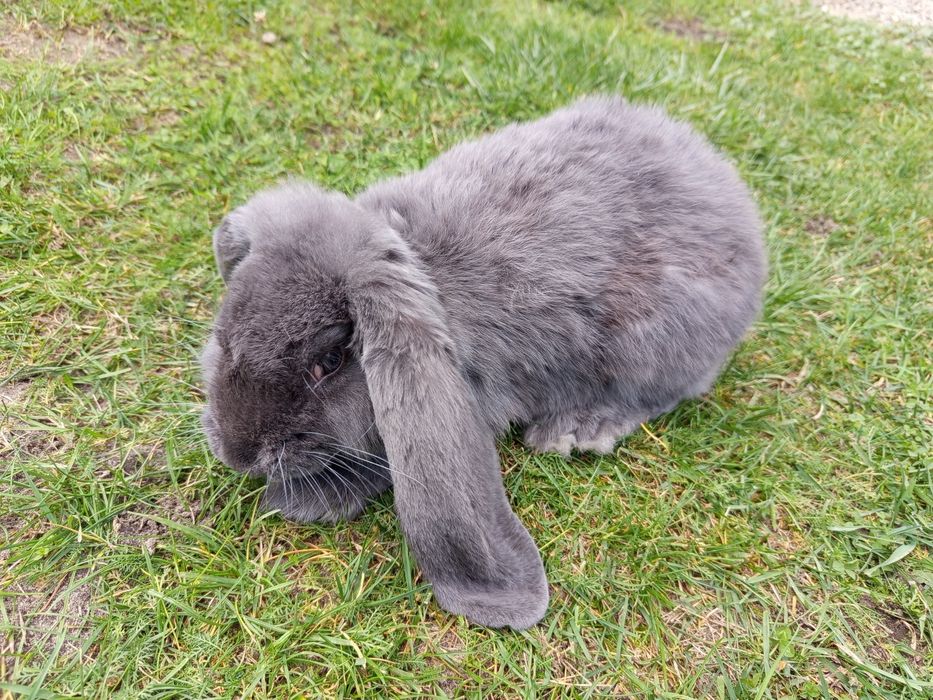 2szt. Króliki rasy baran francuski niebieski FBN Samce