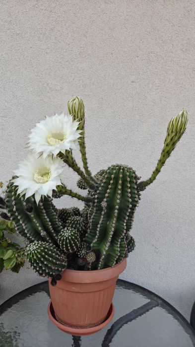 Okazały, kwitnący kaktus Echinopsis - piękne, duże kwiaty!