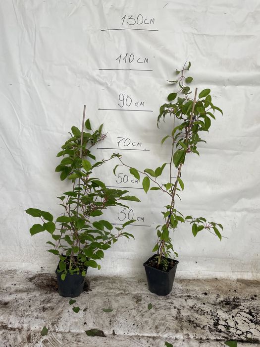 Актинідія саджанці в контейнері