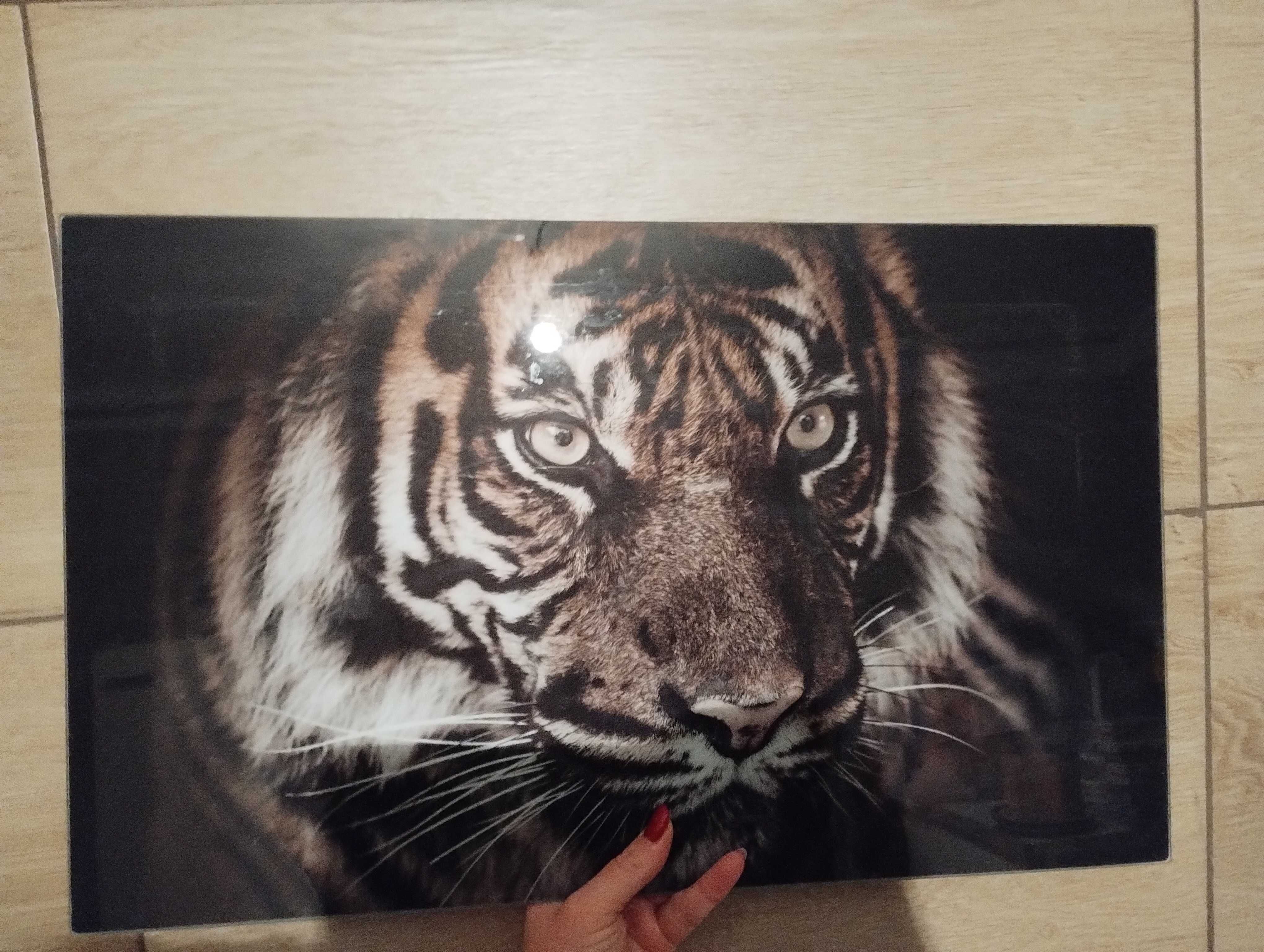 Tygrys - grafika oprawiona w szkło