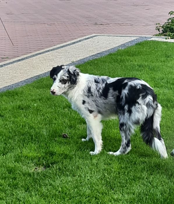 Border Colie piesek 5 miesięcy