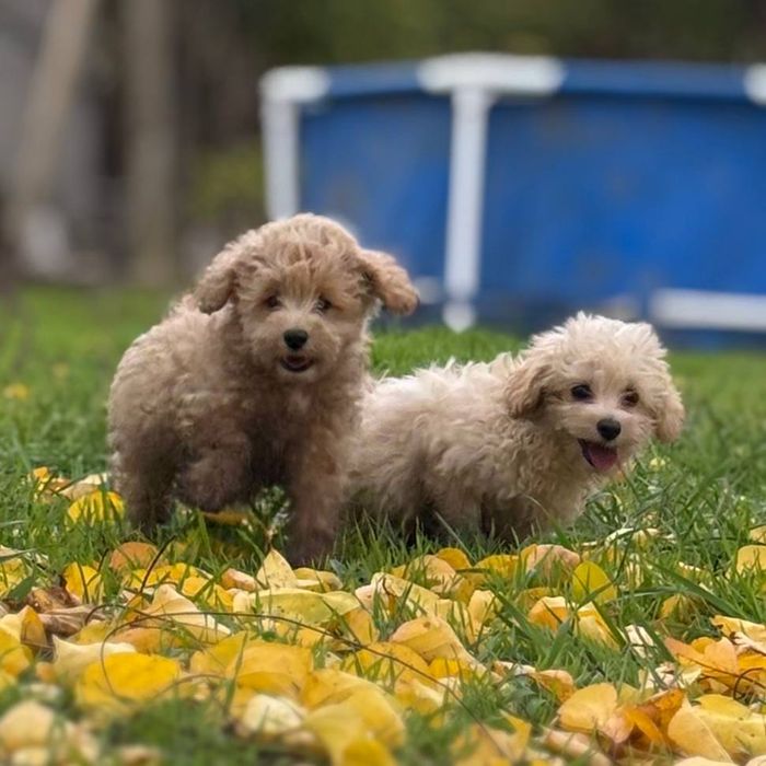 чудо природы — щенок мальтипу!