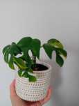 Raphidophora monstera minima variegata  rosnąca roslina