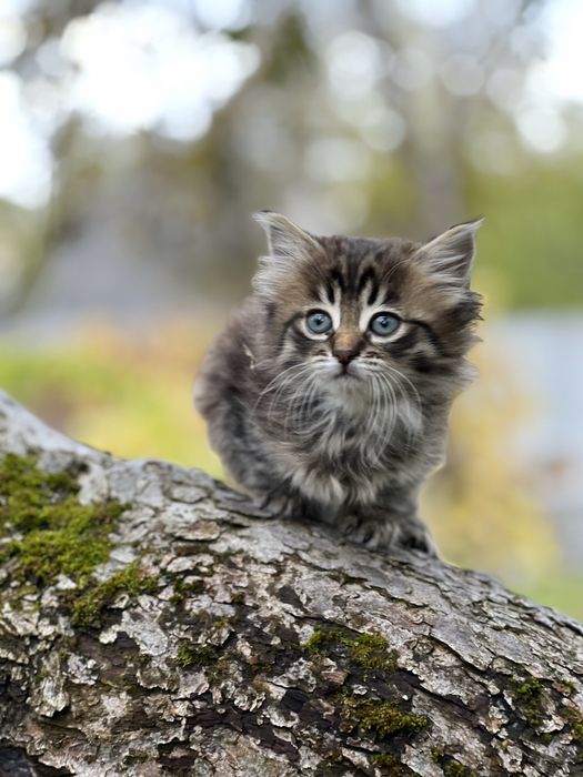 Кішечка кішка кошеня кошечка
