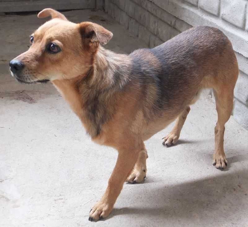 LIPTON mały , rudy pies czeka na adopcję