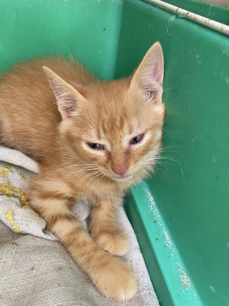 Котята 3 місяці хлопчик і дівчинка