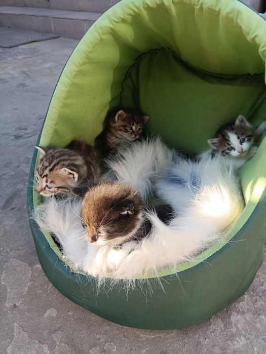 Віддам в добрі руки)