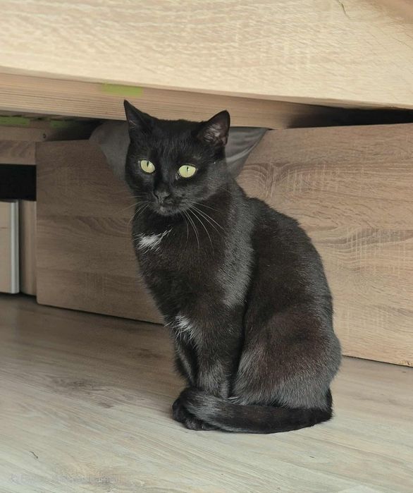 Nieśmiała, ale pełna czułości kotka Czarnulka vel Lalka szuka opiekuna