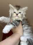 Kocurek kocięta Maine Coon