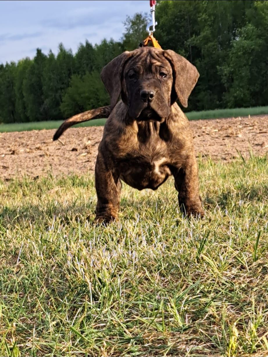 Szczeniak Presa Canario ZKwP/FCI