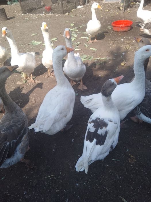 Sprzedam gęsi żywe lub tuszki