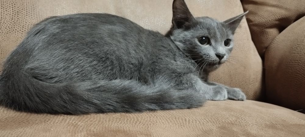 Котята комочки счастья в добрые руки