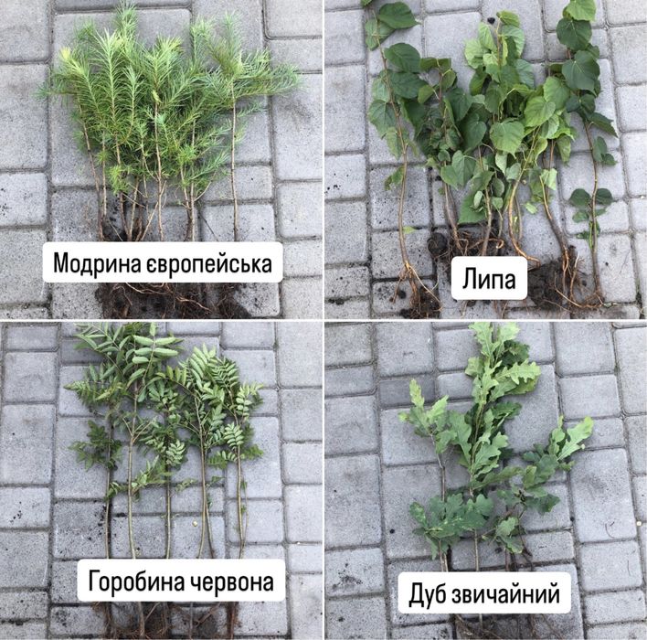 Модрина,Сосна звичайна,кримська,Ялина,Туї,Ялівці,Кипарисовики,Берези..