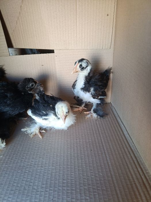 Indio Gigante e Pekin Mottled Negro