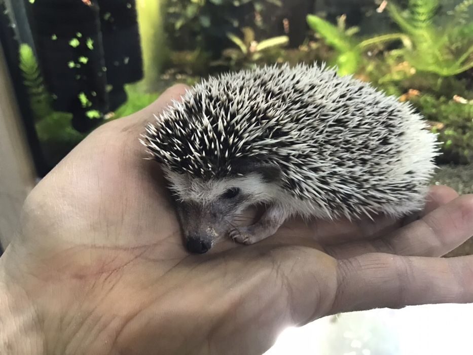 Jeż pigmejski AQUALIFE sklep zoologiczny