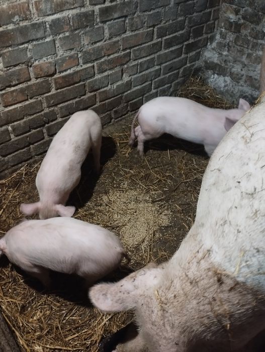 Продам поросят породи f1