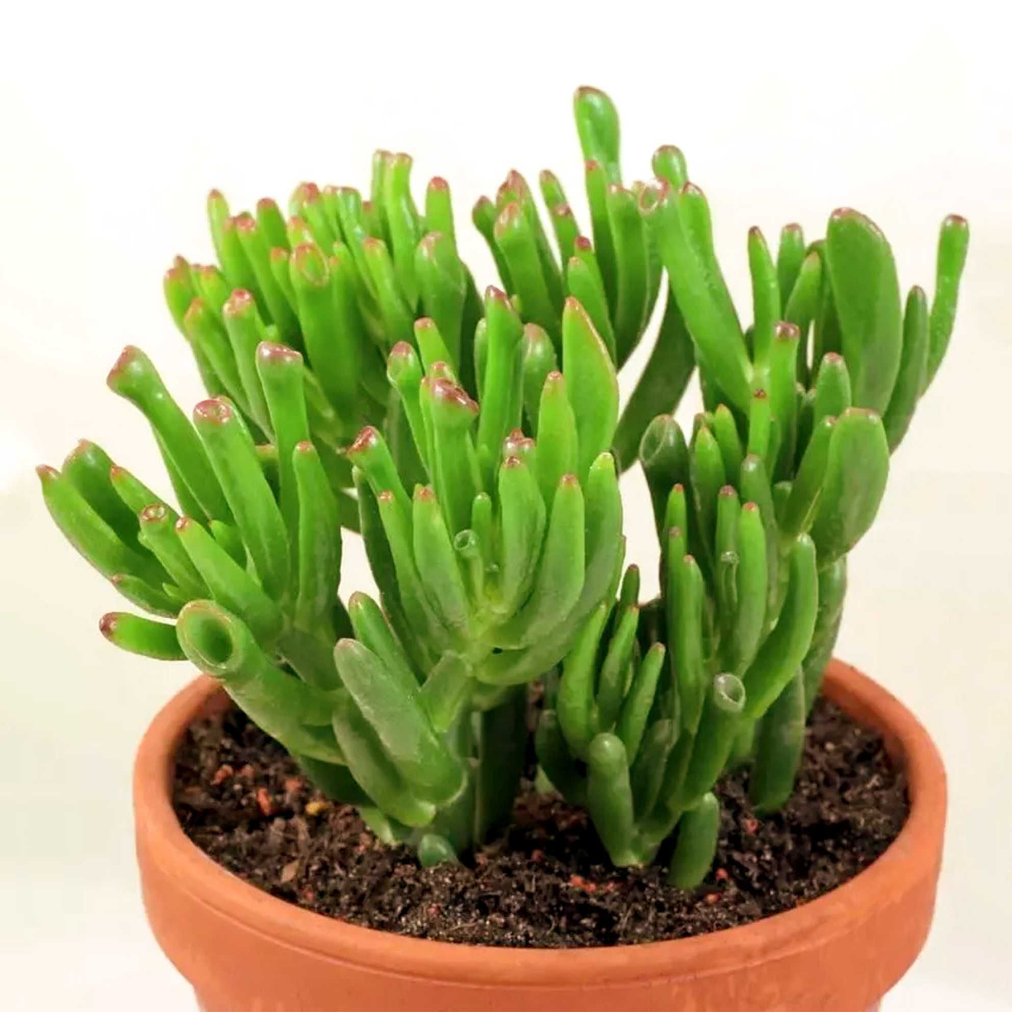 PROMOÇÃO Portes GRATIS Suculentas Catos Aranto Kalanchoe 7 Plantas