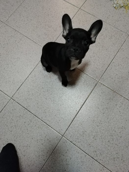 Bulldog francês disponível
